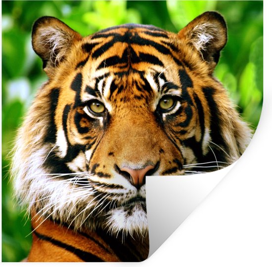 Stickers Stickers muraux - Tigre - Tête - Forêt - 30x30 cm - Feuille adhésive