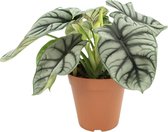 Trendyplants special - Alocasia Silver Dragon - Kamerplant - Hoogte 35-55 cm - Potmaat Ø12cm
