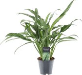 Trendyplants - Aglaonema Cutlass - Kamerplant - Hoogte 30-50 cm - Potmaat Ø12cm