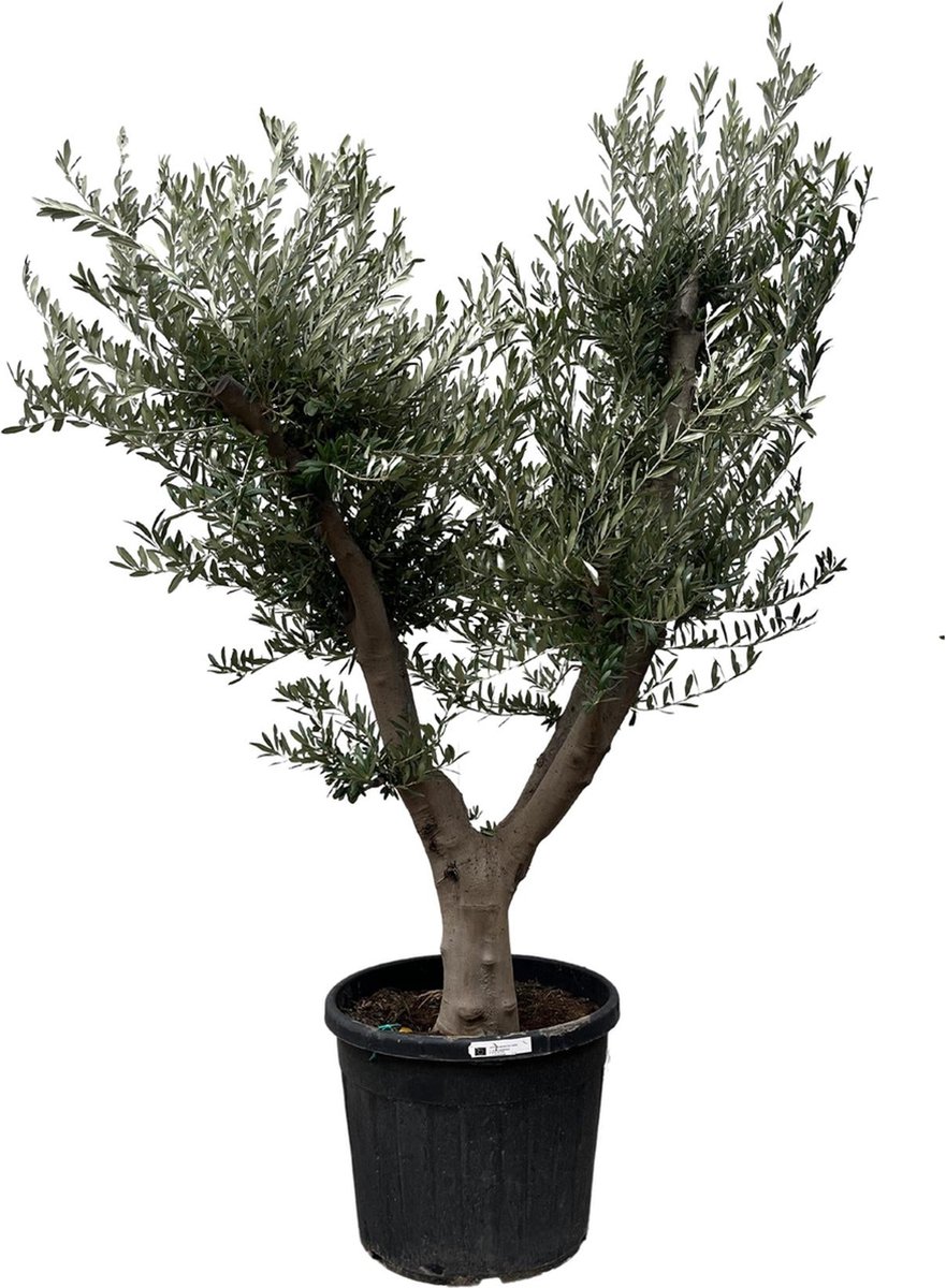Everspring NatureNest Olijfboom Olea Europaea Cultivo 1 Stuk 215 225cm