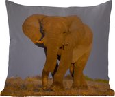 Sierkussen Buiten - Afrikaanse olifant in het zand - 60x60 cm - Weerbestendig