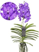 Plant in a Box - Vanda New Blue - Tropische Orchidee - Prachtige kleurenmix - Bloeiende Orchidee - Hoogte 55-65cm