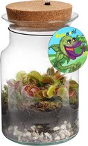 vdvelde.com - Corky Glas - Venus Vliegenval - Ecosysteem plant met lamp - 1 Vleesetende plant Venusvliegenvanger + Vleesetende planten boek - Ø 13 cm - Hoogte 20 cm