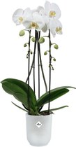 Elho vibes fold orchidee hoog - Bloempot voor Binnen - 12,5cm - Transparant