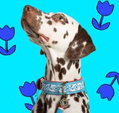 DWAM Dog with a Mission – Halsband Hond – Hondenhalsband – Blauw – L – Leer – Halsomvang tussen 38-47 x 4 cm – Dutchie