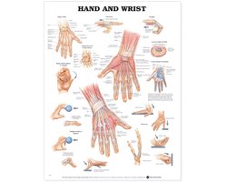 Hand And Wrist Anatomical Chart