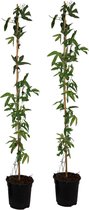 Plant in a Box - Passiflora 'Victoria violacea' XL - 2 stuks - Passiebloem - Tuinplant - Klimplant - ⌀17 cm - Hoogte 110-120 cm