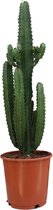 Euphorbia trigona rubra - ø24cm - 90cm