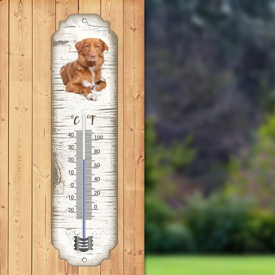 Thermomètre: Retriever à péage de canard de la Nouvelle-Écosse / race de chien / température intérieure et extérieure / -25 à + 45C