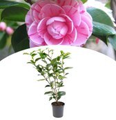 NatureNest - Japanse Roos XL - Camellia - 55-65 cm