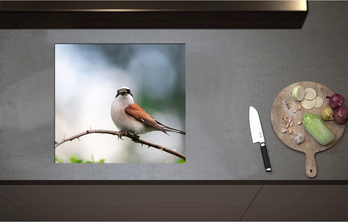 Inductieplaat Beschermer - Aankijkende Grauwe Klauwier Vogel op Tak - 57x52 cm - 2 mm Dik - Inductie Beschermer - Bescherming Inductiekookplaat - Kookplaat Beschermer van Wit Vinyl