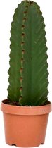 Plant in a Box - Euphorbia Ingens 'cowboycactus' - cactus - pot 18cm - hoogte 40-50cm