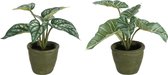 J-Line plant Anthurium/Olifantsoor In Pot - kunststof - groen - 2 stuks