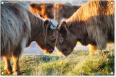 Tuinposters buiten Schotse Hooglanders - Dieren - Zon - 90x60 cm - Tuindoek - Buitenposter
