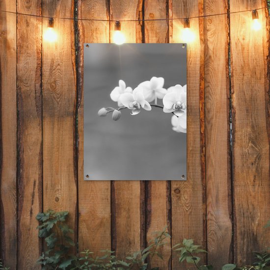 Tableau jardin Orchidée - Fleurs - Plante - Wit - Violet - 60x80 cm - Affiche jardin - Toile jardin - Affiche extérieur