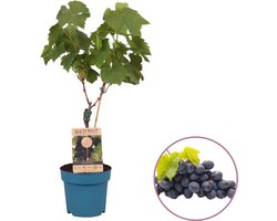 Druivenplant (blauw), Vitis vinifera 'Venus' op stam, hoogte 60-80 cm, pitloos, zelfbestuivend, winterhard