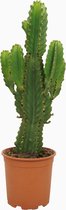 Plantenboetiek.nl | Euphorbia ingens - Ø 21cm - Hoogte 60cm
