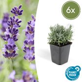 FloraFiesta - Lavendel - Lavandula angustifolia 'Hidcote' - Set van 6 - Hoogte 10cm - Potmaat Ø9cm
