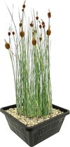 vdvelde.com - Dwerglisdodde - 4 stuks - Typha Minima - Moerasplant - Volgroeide hoogte: 60 cm - Plaatsing: -1 tot -10 cm