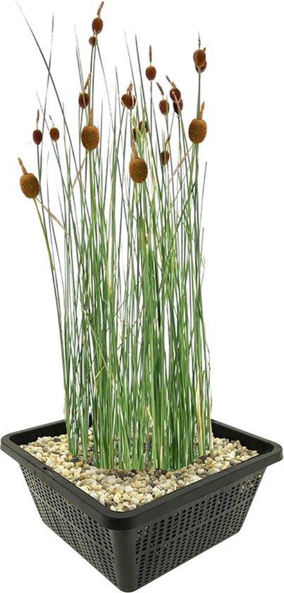 vdvelde.com - Dwerglisdodde - 4 stuks - 1 Vijvermand - Typha Minima - Moerasplant - Volgroeide hoogte: 60 cm - Plaatsing: -1 tot -10 cm