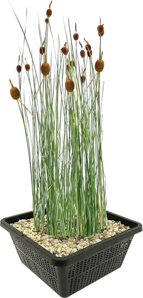 vdvelde.com - Dwerglisdodde vijverplantenset (Typha Minima) - Compacte sierlijke oeverplant - Winterhard - Inheems - Vogelvriendelijk - 4 planten met vijvermand, klei, substraat