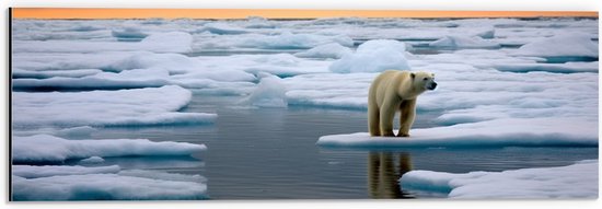 Dibond - Ijsbeer - Dier - Ijs - Sneeuw - Zee - Oceaan - 60x20 cm Foto op Aluminium (Met Ophangsysteem)