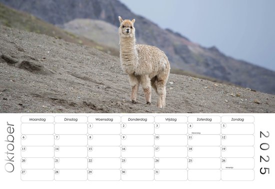 Alpaca Kalender - Jaarkalender 2025 - 35x24cm - 300gms bol