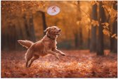 Poster Glanzend – Hond - Dier - Spelen - Bos - Bladeren - Herfst - 90x60 cm Foto op Posterpapier met Glanzende Afwerking