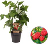 Framboos plant, Rubus ideaus Two Timer