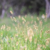 Ten Have Seeds Timotheegras - Phleum pratense – inheemse grassoort – voorkomt bodemerosie – beste prestatie in koude en natte omstandigheden – erg goede ziekteresistentie – zowel wintergroen als winterhard – zeer voedzaam gras met hoog eiwitgehalte
