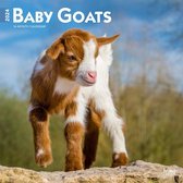 Baby Goats Kalender 2024