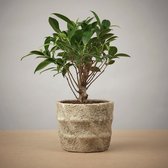 The Bonsaïst - Bonsai of Mushin - 4 Jaar - Inclusief Betonnen Pot - Gratis Verzorgingsgids - Gratis Certificaat van Echtheid