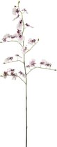 Witte en paarse kunstorchideestam H140