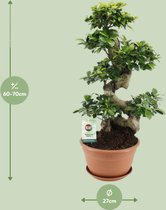 Plantenboetiek.nl | Ficus Ginseng - Ø27cm - 70cm hoog - Kamerplant - Groenblijvend