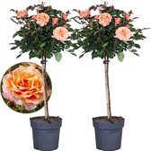 Plant in a Box - Rosa Palace 'Catherine' - Stamroos XL - Set van 2 - Oranje - Potmaat 19 cm - Hoogte 80-100 cm