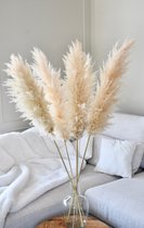 Luxe Beige Pampas pluimen | 5 stuks | XXL Pampasgrass | Droogbloemen | 100 cm| Boeket decoratie pluimen | Woondecoratie | Decoratie | Luxury Living | Rietpluimen