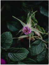 Poster Glanzend – Paarse Eucalyptus Planten met Donkergroene Bladeren - 30x40 cm Foto op Posterpapier met Glanzende Afwerking