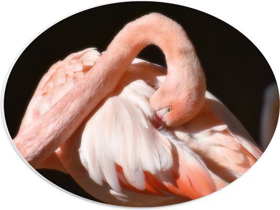 WallClassics - PVC Schuimplaat Ovaal - Flamingo verstopt z'n Kop - 40x30 cm Foto op Ovaal (Met Ophangsysteem)