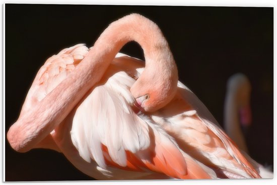WallClassics - PVC Schuimplaat - Flamingo verstopt z'n Kop - 60x40 cm Foto op PVC Schuimplaat (Met Ophangsysteem)