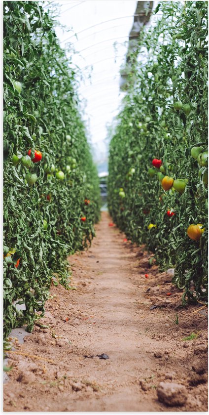 Poster Glanzend – Zand Pad Langs Tomaten Kwekerij - 50x100 cm Foto op Posterpapier met Glanzende Afwerking