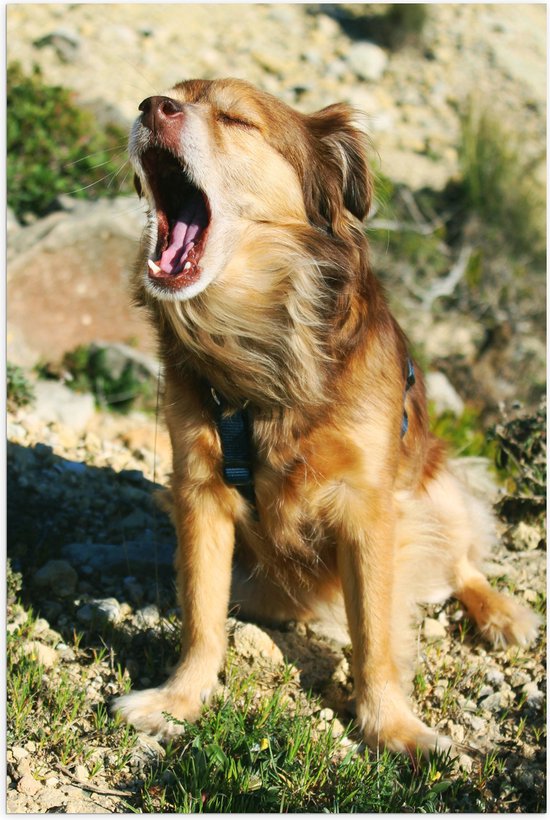 WallClassics - Poster Glanzend – Zittende Hond met open Mond - 60x90 cm Foto op Posterpapier met Glanzende Afwerking