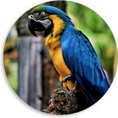 WallClassics - PVC Schuimplaat Muurcirkel - Blauw met Gele Ara Vogel - 50x50 cm Foto op Muurcirkel (met ophangsysteem)