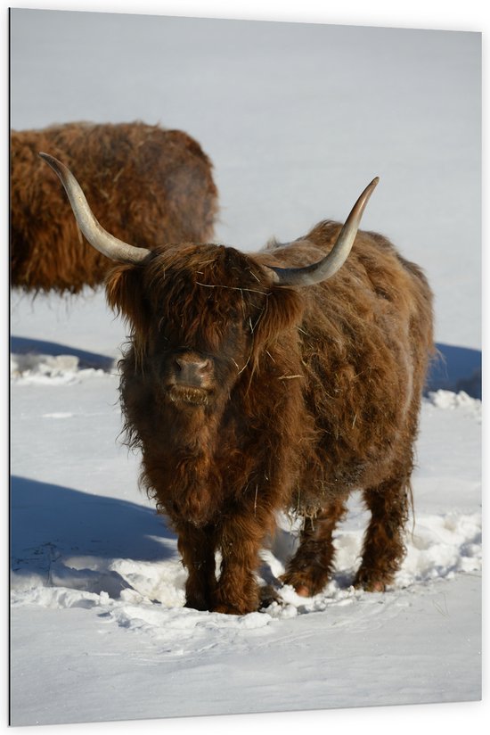 Dibond - Schotse Hooglander Koe in de Sneeuw - 100x150 cm Foto op Aluminium (Wanddecoratie van metaal)