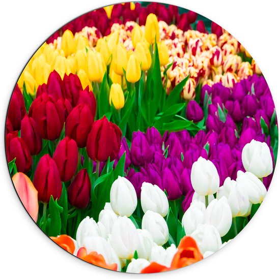 Dibond Muurcirkel - Tulpenveld met Verschillende Felle Kleuren Tulpen - 70x70 cm Foto op Aluminium Muurcirkel (met ophangsysteem)