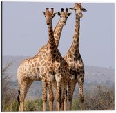 Dibond - Trio van Giraffe op Pad in Droog Landschap - 50x50 cm Foto op Aluminium (Met Ophangsysteem)