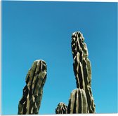 WallClassics - Acrylglas - Toppen van Cactussen tegen Blauwe Lucht - 50x50 cm Foto op Acrylglas (Wanddecoratie op Acrylaat)
