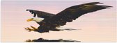WallClassics - Poster (Mat) - Roofvogel landend in het Water - Amerikaanse Zeearend - 60x20 cm Foto op Posterpapier met een Matte look