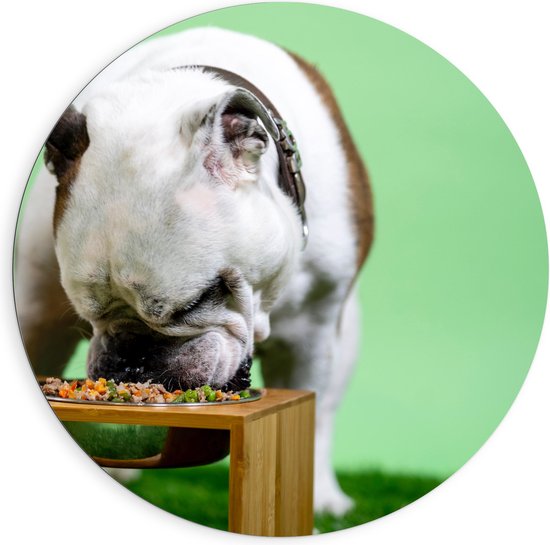 WallClassics - Dibond Muurcirkel - Hondje aan het Eten voor Groene Achtergrond - Buldog - 90x90 cm Foto op Aluminium Muurcirkel (met ophangsysteem)