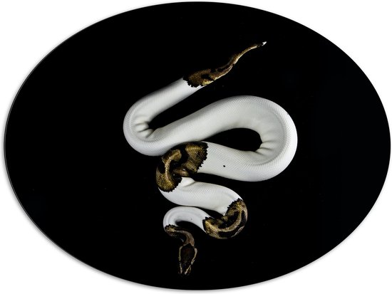 WallClassics - Dibond Ovaal - Koning Python op Zwarte Achtergrond - 108x81 cm Foto op Ovaal (Met Ophangsysteem)