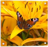 Tuinposter – Multi Gekleurde Vlinder op Gele Lelie Bloem - 50x50 cm Foto op Tuinposter (wanddecoratie voor buiten en binnen)